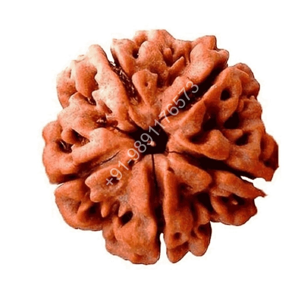 FIVE FACE RUDRAKSH PANCHMUKHI RUDRAKSH